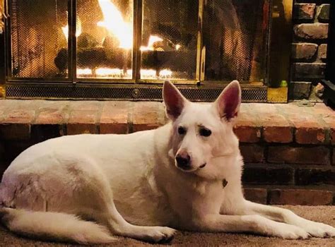The Ultimate Guide To The White German Shepherd K9 Web In 2020