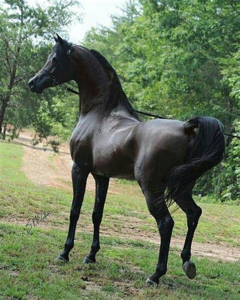 Classically Beautiful Arabian Stallion Black Arabian Horse Horses Black Horses