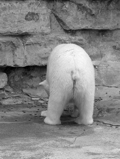 Bear Butt Photograph By Cindy Haggerty Pixels