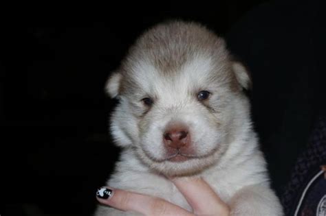 To view more about these puppies and others. Giant Alaskan Malamute Puppies for Sale in Medford, Oregon ...