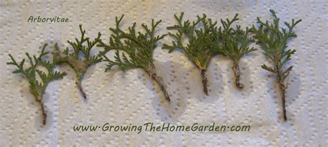 Rooting Arborvitae Growing The Home Garden