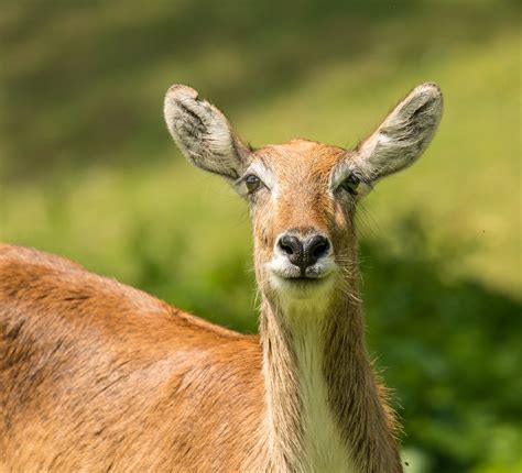 Close Up Shot Of A Deer · Free Stock Photo