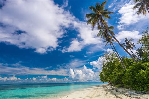 Beach Shrubs Palm Trees Island Paradise Clouds Tropical