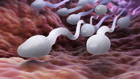 5 choses incroyables à savoir sur les spermatozoïdes