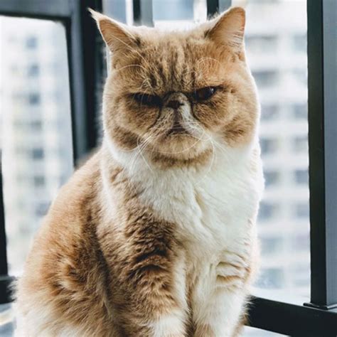 12 signs your cat secretly hates you slice