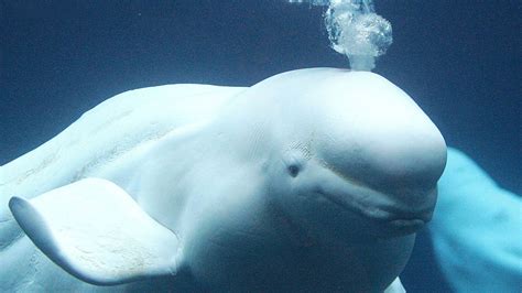 Update New Image Of Our Beluga Whales