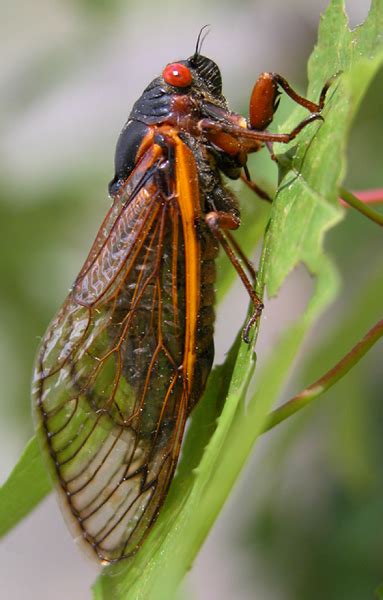 Cicadas spend most of their life underground. Still noisy after 17 years: 'Brood X' cicadas to hatch ...
