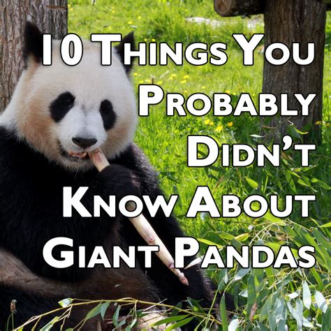 10 things you probably didn t know about giant pandas owlcation