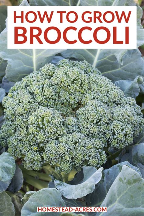 How To Grow Broccoli Grow The Best Broccoli Plants Homestead Acres