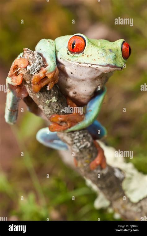 Red Eyed Tree Frog Agalychnis Callidryas Native To Neotropical