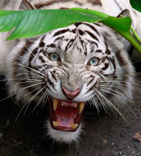 Angry White Tiger Wallpaper White Bengal Tiger 812x900