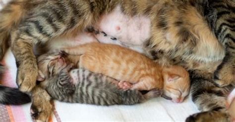 Gestação De Gatas Do Início Ao Nascimento Dos Filhotes Cute Cats And