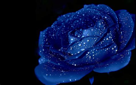 Blue Colour Rose Hd Wallpaper Blue Rose Wallpaper Hd Roses Flowers
