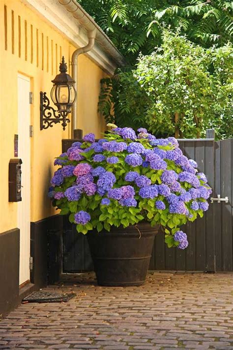 20 Gorgeous Shrubs For Containers Garden Lovers Club