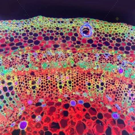 Cells Under A Microscope Cell Cross Section Under A Microscope Color