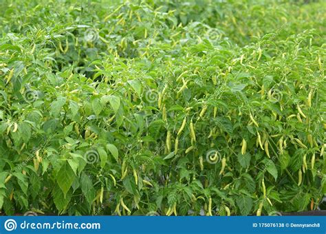 Green Chili Pepper Plant On Field Agriculture Stock Photo Image Of