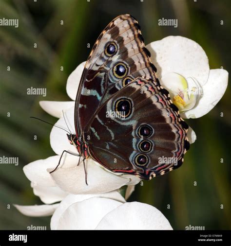 Tropical Blue Morpho Morpho Peleides Also Known As Emperor Butterfly