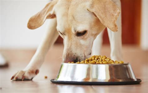 However, portions may need to be controlled for puppies of larger breeds, since overeating during their growth phase may predispose them to bone or joint problems. Is Your Dog a Speed Eater? | Happy Dog Food