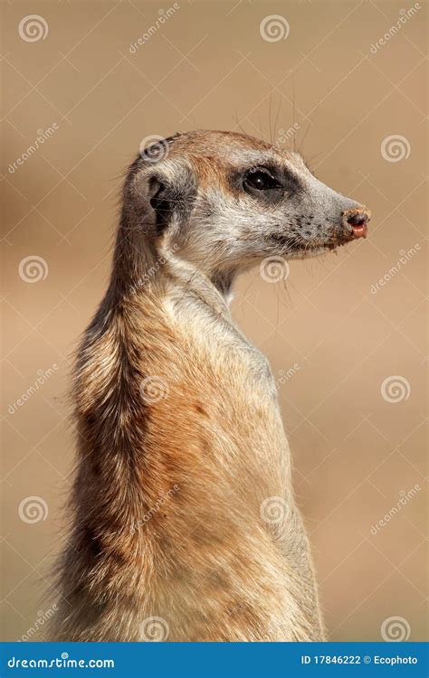 Meerkat Portrait Stock Photo Image Of Snout Guarding 17846222
