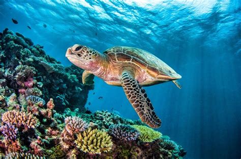 Top 4 Places To Swim And Dive With Turtles Oceanic Worldwide Turtle