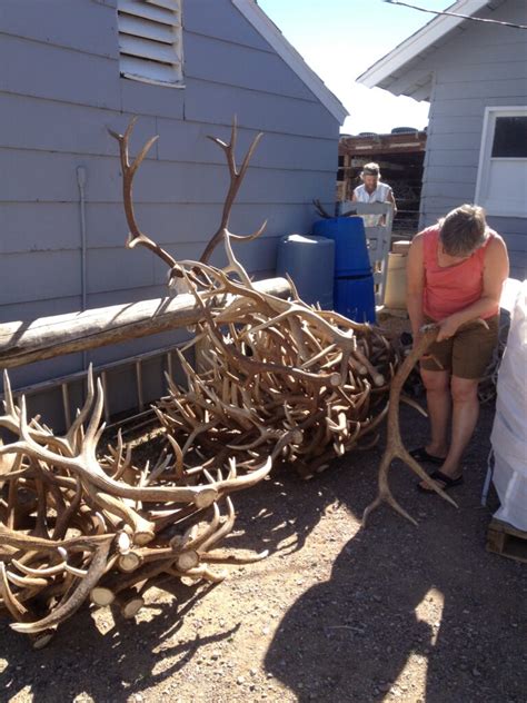 What Are Naturally Shed Antlers Mad River Antler