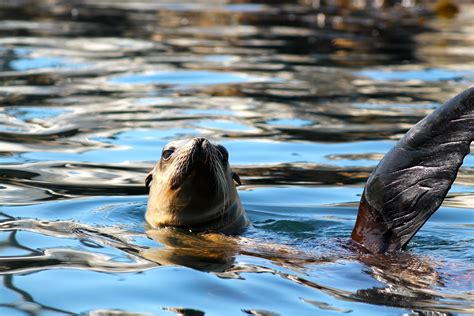 California Sea Lions — Pacific Grove Museum Of Natural History