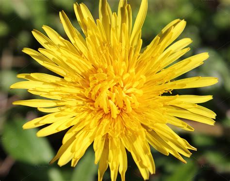 Dandelion Flower Close Up Yellow ~ Nature Photos On Creative Market