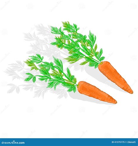 Carrots With Leaves Vector Illustration Stock Vector Illustration Of