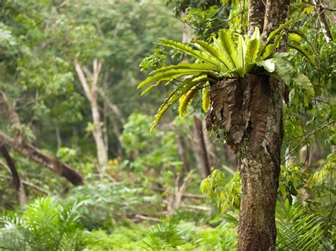 Canopy Layer Of Tropical Rainforest Cool Facts For Kids About