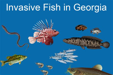 Invasive Fish In Georgia An Intro For Anglers