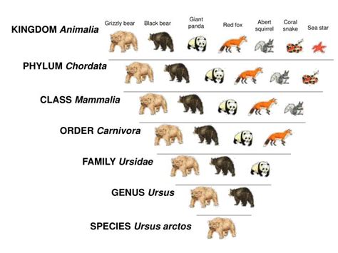 Ppt Chapter 18 Classification Powerpoint Presentation Id2783463