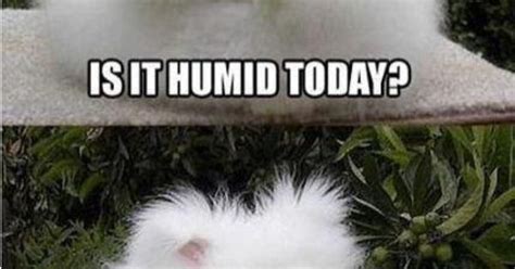 Lol Wisconsin Humidity Bunnies And Fluff Pinterest
