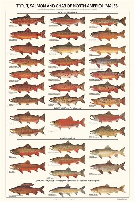 Trout Salmon And Char Id Art Poster Males フライフィッシング トラウトフィッシング マス釣り