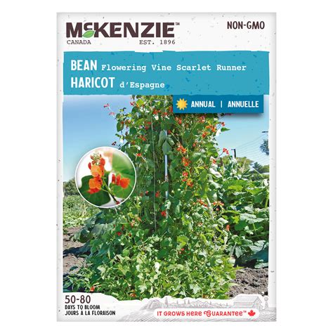 Bean Seeds Flowering Vine Scarlet Runner Pole Mckenzie Seeds