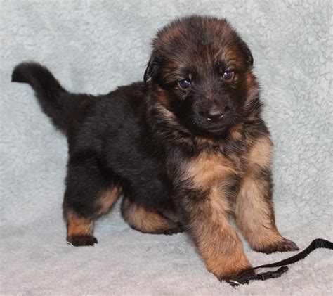 Do they have any white in their coats? German Shepherd Male Black Collar Long Coat Puppy - SOLD ...