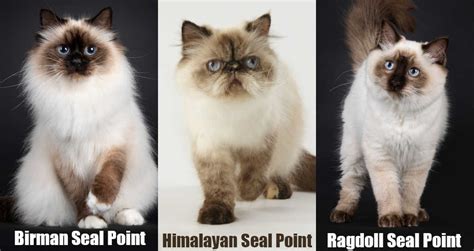 Seal Point Cats Fun Facts 8 Breeds With Seal Point Colors