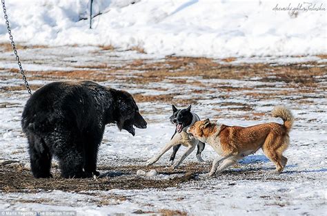 Bear Is Chained Up And Attacked By Hunting Dogs In Russia Daily Mail
