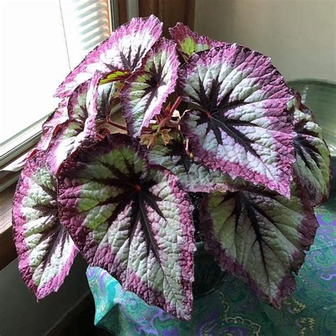 White flowers on long petioles in spring. Harmony's Woman Fire Rex Begonia Plants for Sale | Free ...