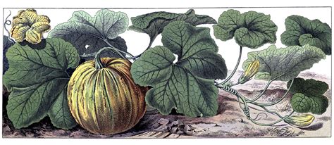Color Vintage Botanical Drawing Of Pumpkin With Vine And Flower
