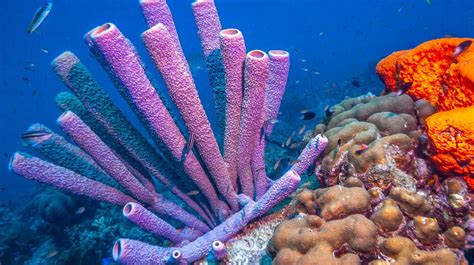 The Fascinating And Surprising World Of Sea Sponge