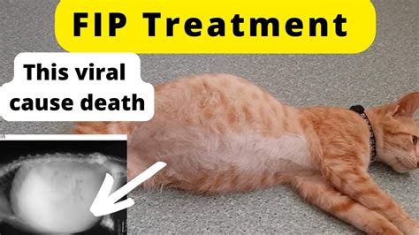 Feline Infectious Peritonitis FIP Causes Symptoms Treatment