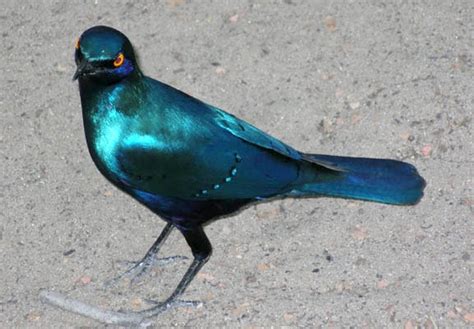 Blue Iridescent Bird Birds Beautiful Birds Bird Species