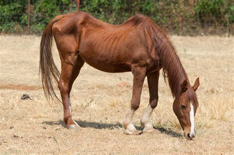 What Causes Ulcer In Horses Stewpid Pet