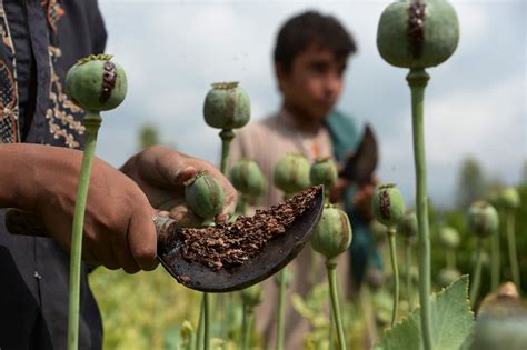 Why The Only Winner Of Americas War In Afghanistan Is Opium