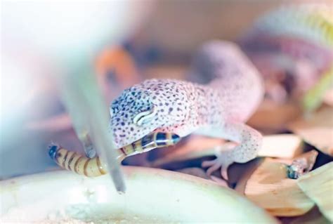What Do Leopard Geckos Eat Best Food List Diet And Feeding