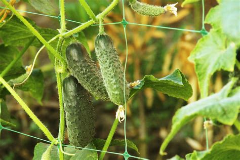 How To Grow Cucumbers In A Greenhouse Greenhouse Ing
