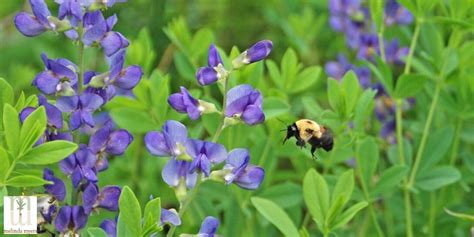 1,320 likes · 1 talking about this. Dividing Perennials | Milorganite Fertilizer