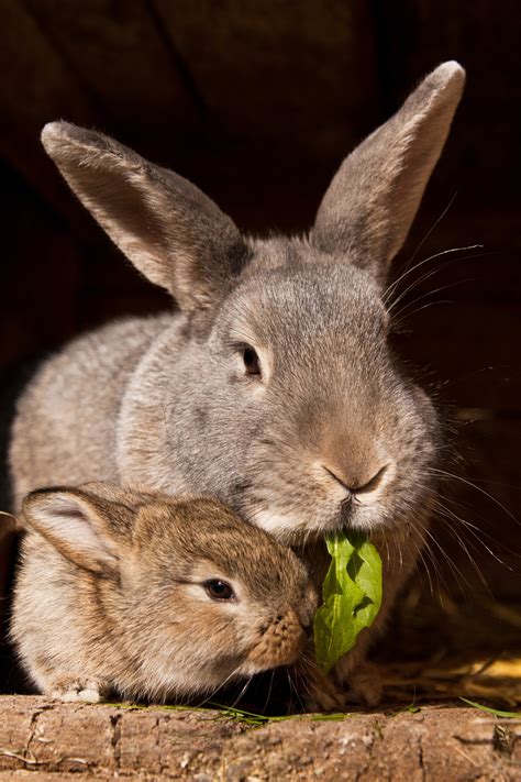 6 Main Reasons Why Rabbits Eat Their Babies Tips To Stop