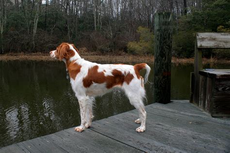 Brittany Dog Breed Information Pictures And More