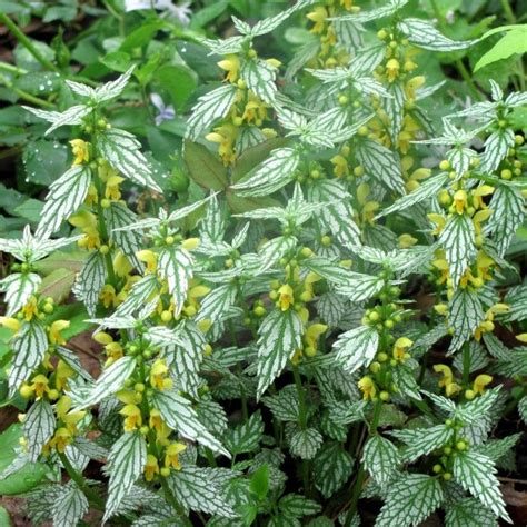 Small ground covers can be used where vertical space is limited. Lamiastrum- Herman's pride -ground cover -part shade to ...